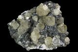 Cerussite Crystals on Galena - Morocco #98726-1